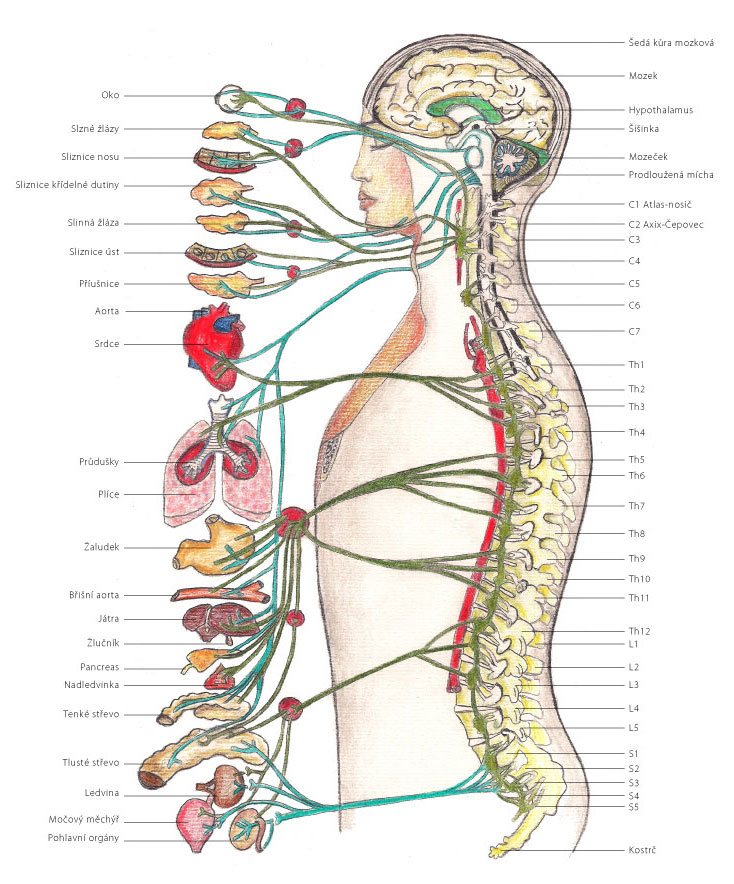 Nervové zásobení vnitřních orgánů